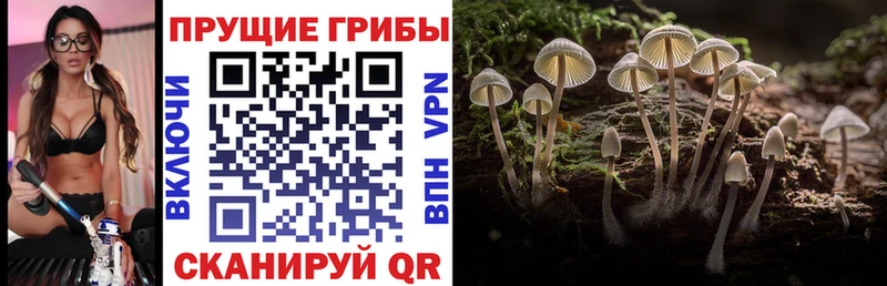 shop как зайти  omg как войти  Гаврилов-Ям  Псилоцибиновые грибы ЛСД 